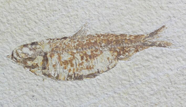 Knightia Fossil Fish - Wyoming #59831